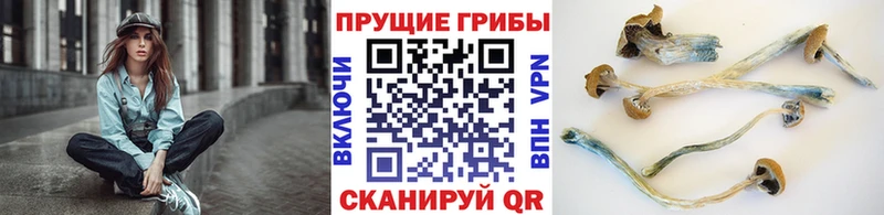 Галлюциногенные грибы Cubensis Духовщина